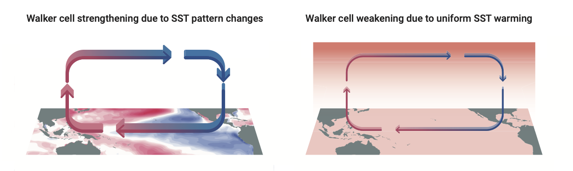 Perspective view of two maps of the Pacific Ocean. The left-hand map shows a gradient in sea surface temperature in red and blue. Above this are thick clockwise arrows with the heading: Walker cell strengthening due to SST pattern changes. In the map on the right, the entire area is colored red, the clockwise arrows are thinner and the caption reads: Walker cell weakening due to uniform SST warming.