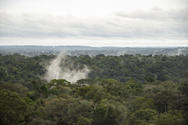 An image of the Amazon rainforest, the bottom is completely covered with green tree tops, above are dense clouds. One cloud emerges from the green canopy.