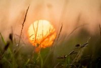 Sunset (blurred) with grasses in the foreground