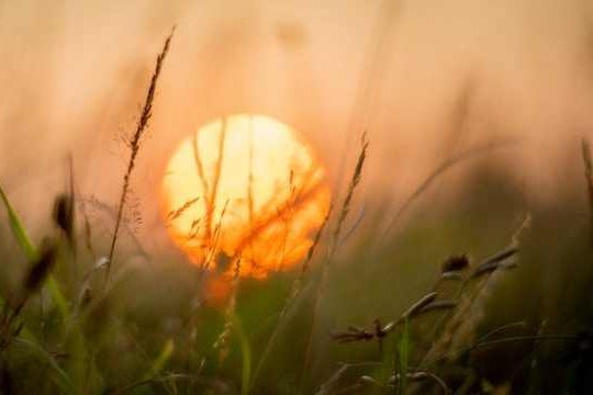 Sonnenuntergang (unscharf) mit Gräsern im Vordergrund