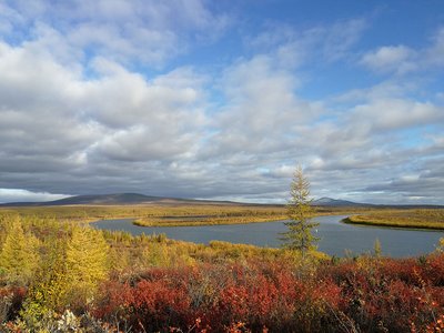 Landschaftsaufnahme aus der arktischen Tundra, die einen Fluss zeigt, der sich durch eine weite, flache Ebene schlängelt. Im Vordergrund sind in rot und gelb Sträucher und einzelne Bäume sichtbar. Der Hintergrund zeigt grasbewachsene Ebenen und sanfte Hügel unter einem Himmel mit teils dichten, teils aufgelockerten Wolken.