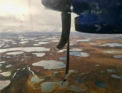 Luftaufnahme einer Tundra-Landschaft mit zahlreichen kleinen, unregelmäßig geformten Seen, die über eine flache, braun-goldene Vegetation verteilt sind. Im Vordergrund ist ein Teil eines Flugzeugpropellers und der Flügel erkennbar, die den Blick aus einem Flugzeugfenster andeuten.