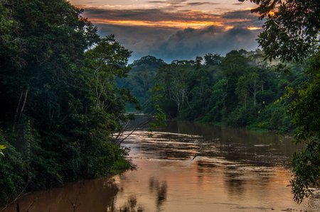 Photo: River in rain forest