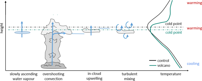 The schematic graphic shows four processes, which contribute to the moisture transport into the stratosphere. Additionally, the atmospheric temperature profiles with and without the effects of an vulcanic perturbation are depicted.  The first depicted transport pathway is labeled as "slowly ascending water vapour", visualized with a blue disk and an upwards pointing arrow.  The second shown transport pathway is "cold-point overshooting convection". Convection, which reaches the cold-point, can transport frozen moisture upwards. Above the cold-point the frozen moisture sublimates due to increasing temperatures and contributes to the stratospheric water vapour budget. This process is symbolized by a deep convective tower. Arrows represent the vertical transport as well as horizontal detrainment below the cold-point.  The third transport pathway is named "in-cloud upwelling". The interaction of frozen moisture with radiation leads to local heating inducing updrafts.  The "in-cloud upwelling"  is represented by a small cirrus cloud, which is restricted to the height levels around the cold-point. A vertical arrow visualizes the upward motion.  The last transport pathway is called "turbulent mixing". Small scale turbulence leads to mixing of frozen moisture with the surrounding air. This process is symbolized with circular arrows around a small cirrus cloud.  The last subgraphic shows two atmospheric temperature profiles as function of height, in black without vulcanic pertrubation (control) and in green with the effects caused by the presence of volcanic aerosol (volcano). In the unperturbed scenario (black line) temperature decreases with height up to an altitude marked as cold-point where temperature starts to increase again. In the volcanic scenario (green line) a temperature reduction below the cold-point is visible. This temperature reduction is caused by the backscattering of incoming solar radiation by the volcanic aerosol. The cold-point temperature and the temperatures above the cold-point increase in consequence of longwave and near infrared absorption by the aerosol. The corresponding heating by the volcanic aerosol leads to a downward shift of the cold-point. This downward shift is emphasized by horizontal lines for the unperturbed and perturbed scenario.