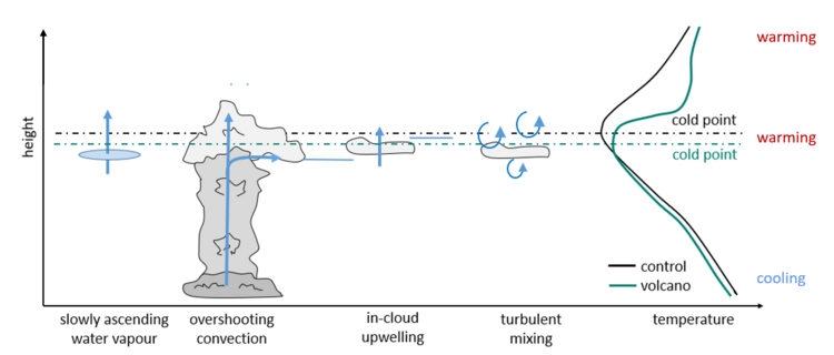 The schematic graphic shows four processes, which contribute to the moisture transport into the stratosphere. Additionally, the atmospheric temperature profiles with and without the effects of an vulcanic perturbation are depicted.  The first depicted transport pathway is labeled as "slowly ascending water vapour", visualized with a blue disk and an upwards pointing arrow.  The second shown transport pathway is "cold-point overshooting convection". Convection, which reaches the cold-point, can transport frozen moisture upwards. Above the cold-point the frozen moisture sublimates due to increasing temperatures and contributes to the stratospheric water vapour budget. This process is symbolized by a deep convective tower. Arrows represent the vertical transport as well as horizontal detrainment below the cold-point.  The third transport pathway is named "in-cloud upwelling". The interaction of frozen moisture with radiation leads to local heating inducing updrafts.  The "in-cloud upwelling"  is represented by a small cirrus cloud, which is restricted to the height levels around the cold-point. A vertical arrow visualizes the upward motion.  The last transport pathway is called "turbulent mixing". Small scale turbulence leads to mixing of frozen moisture with the surrounding air. This process is symbolized with circular arrows around a small cirrus cloud.  The last subgraphic shows two atmospheric temperature profiles as function of height, in black without vulcanic pertrubation (control) and in green with the effects caused by the presence of volcanic aerosol (volcano). In the unperturbed scenario (black line) temperature decreases with height up to an altitude marked as cold-point where temperature starts to increase again. In the volcanic scenario (green line) a temperature reduction below the cold-point is visible. This temperature reduction is caused by the backscattering of incoming solar radiation by the volcanic aerosol. The cold-point temperature and the temperatures above the cold-point increase in consequence of longwave and near infrared absorption by the aerosol. The corresponding heating by the volcanic aerosol leads to a downward shift of the cold-point. This downward shift is emphasized by horizontal lines for the unperturbed and perturbed scenario.